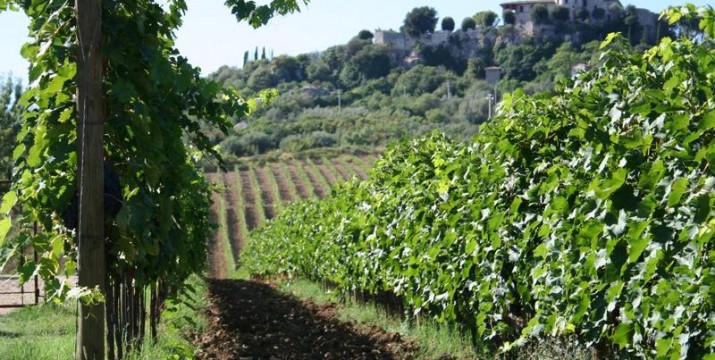 Organic viticulture in the Chianti area, Tuscany