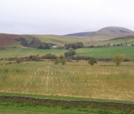 Willow for biomass willow, Scotland