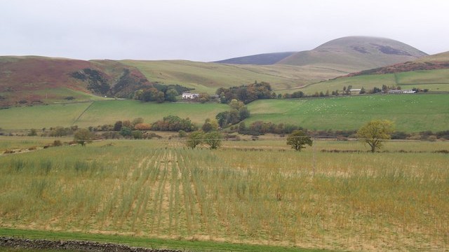 Willow for biomass willow, Scotland
