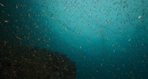Zooplankton migrate and aggregate in surface layers during night. In this case a swarm of Mysis sp photographed **it in situ on Svalbard. Photo: Geir Johnsen (NTNU).
