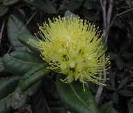 Xanthostemon pubescens