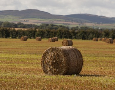 Dublin announces key funding call for agri-food and forest research