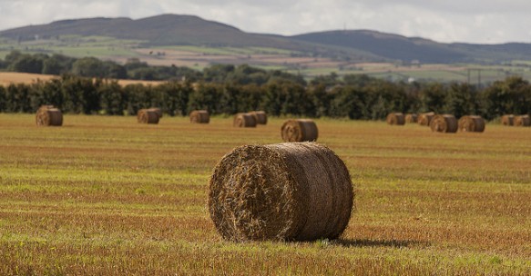Dublin announces key funding call for agri-food and forest research