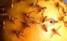 Fruit flies work together to avoid CO2