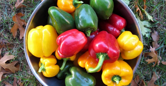 H2020 funds advancements in sweet pepper harvester
