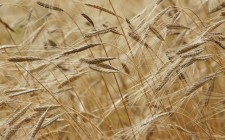 Genetic mechanism of wheat disease identified
