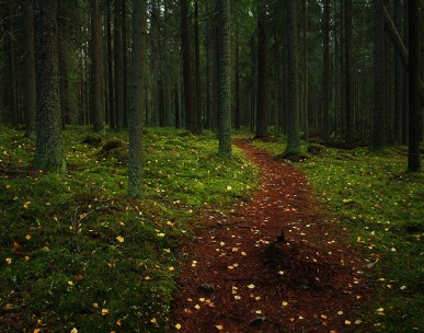 Finnish body leads forest resources info project