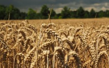 Dutch unit to collaborate in biomass-ethanol project