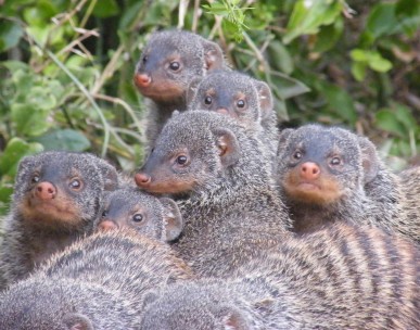Wild mongooses use reproductive strategy to avoid inbreeding
