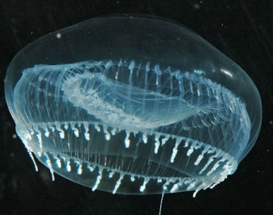 €1.5m grant for major work with luminescent jellyfish