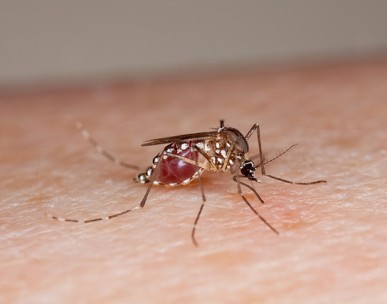 Female mosquito