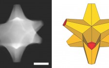 A scanning electron transmission microscope image shows an octopod, left, created at Rice University that has both plasmonic and catalytic abilities. At right is an illustration of the octopod, which has a gold core and a gold-palladium alloy surface