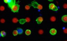 Target cells (green) stick to the microarray platform (red)