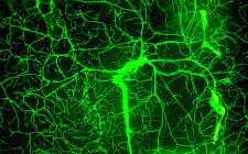 Sensory neurons © balapagos