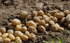 Potato experiment yields harvest success