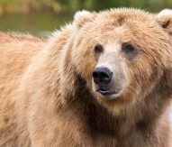 Italy official defends killing rare bear